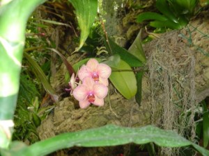 Phipps5