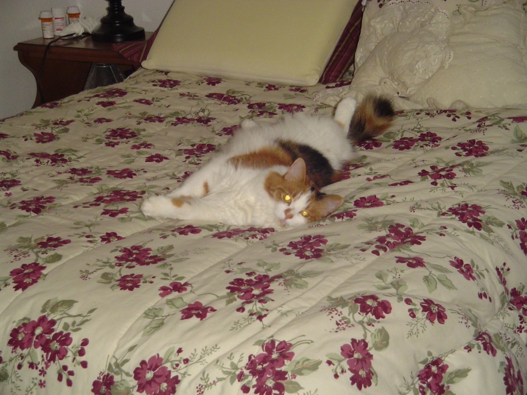 Linda's cat Chloe.
