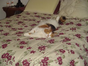 Linda's cat Chloe.