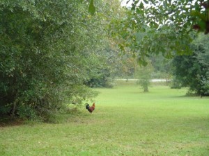 The wild chickens do not let you get too close to them. Someday I will own a better camera so you can see just how beautiful these birds are. This rooster shot is the best of the bunch that I took. Can you see the rust, orange, red, green, blue colorings?