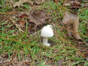 Yes, I know I am boring you with mushroom pictures!