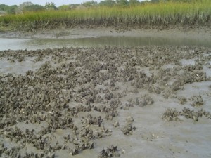 Most oyster beds are under water at high tide.